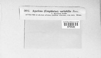 Agaricus subvariabilis image